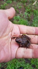 Craugastor mexicanus