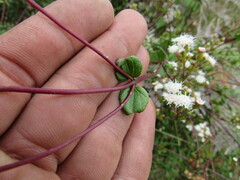 Ageratina gracilis