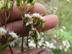 Ageratina gracilis
