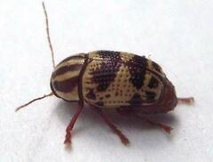 Cryptocephalus leucomelas