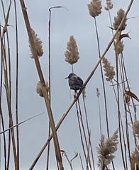 Sturnus vulgaris
