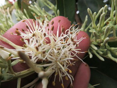 Gaiadendron punctatum