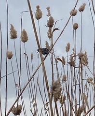 Sturnus vulgaris
