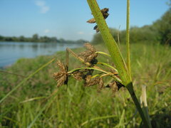 Bolboschoenus laticarpus