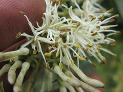 Gaiadendron punctatum
