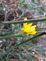 Genista tridentata