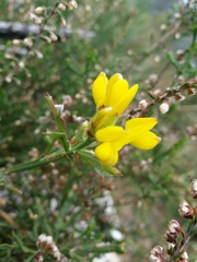 Genista tridentata