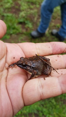 Craugastor mexicanus