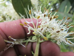 Gaiadendron punctatum