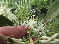 Gaiadendron punctatum