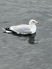 Larus argentatus