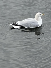 Larus argentatus