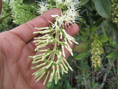 Gaiadendron punctatum
