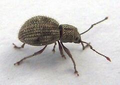 Calomycterus setarius