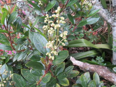 Miconia ligustrina