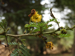 Vachellia hockii