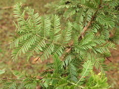 Vachellia hockii