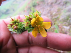 Hypericum mexicanum