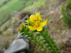 Hypericum mexicanum