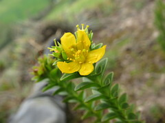 Hypericum mexicanum
