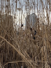 Sturnus vulgaris