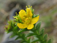 Hypericum mexicanum