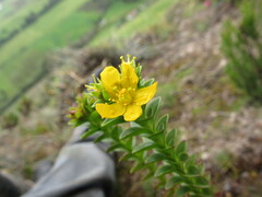 Hypericum mexicanum