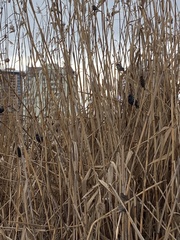 Sturnus vulgaris