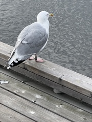 Larus argentatus
