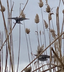 Sturnus vulgaris