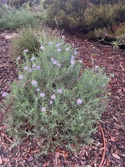 Olearia picridifolia