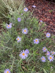 Olearia picridifolia