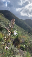 Asphodelus tenuifolius