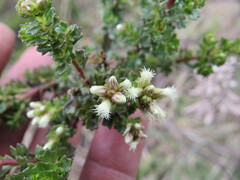 Baccharis tricuneata