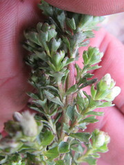 Baccharis tricuneata