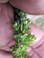 Baccharis tricuneata