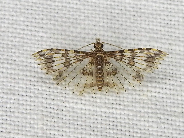 Many-plumed Moths