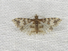 Alucita phricodes