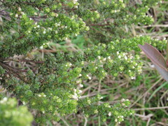 Baccharis tricuneata