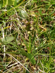 Chamorchis alpina