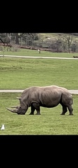 Ceratotherium