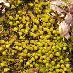 Physcomitrium pyriforme