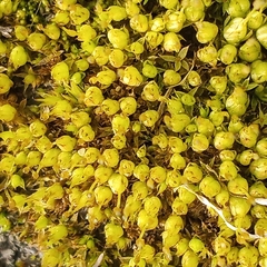 Physcomitrium pyriforme