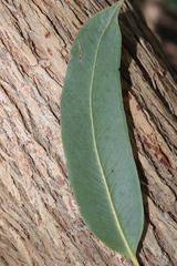 Eucalyptus planchoniana