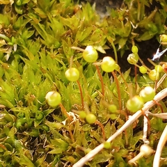 Physcomitrium pyriforme