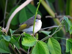 Conopophila rufogularis