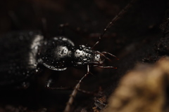 Limodromus
