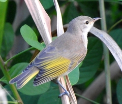 Conopophila rufogularis