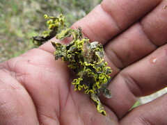 Crocodia
