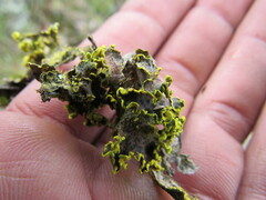 Crocodia